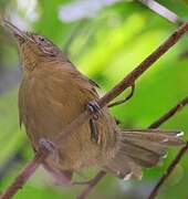 Grey Antbird