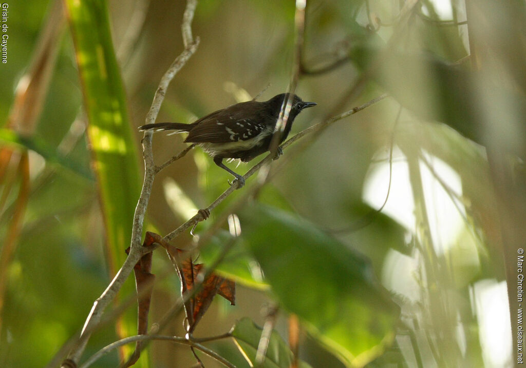 Southern White-fringed Antwren