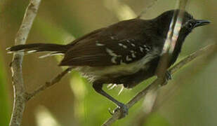 Southern White-fringed Antwren