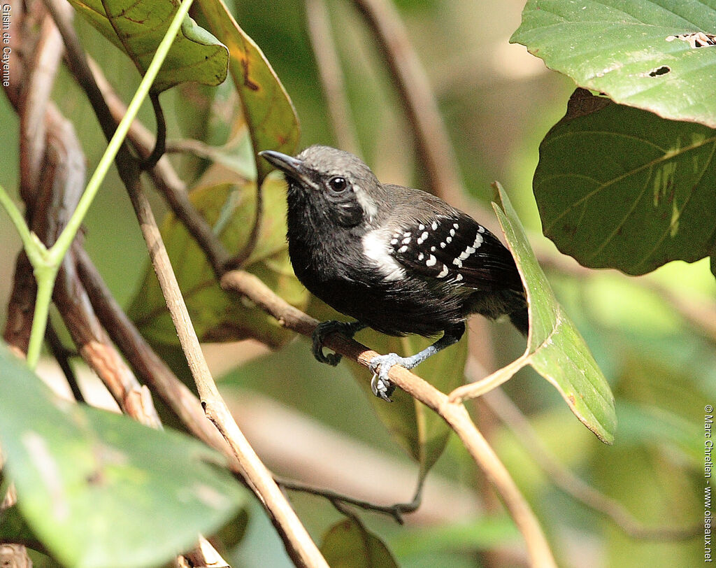 Southern White-fringed Antwren