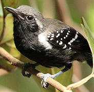 Southern White-fringed Antwren