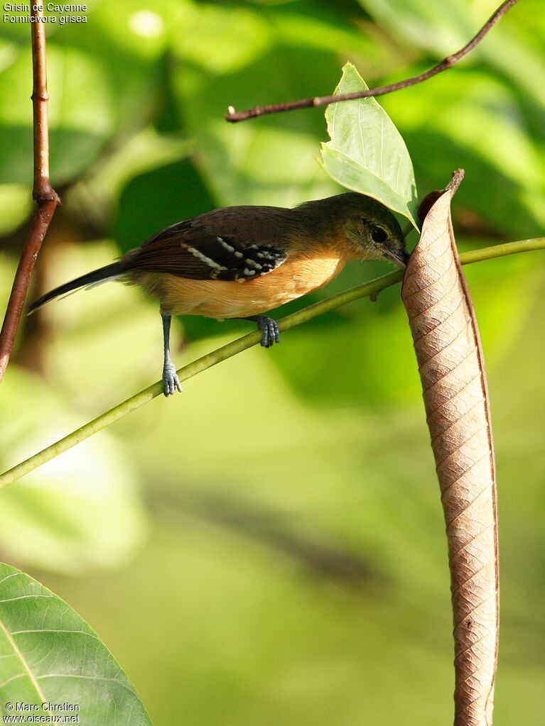 Southern White-fringed Antwren female adult