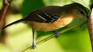 Southern White-fringed Antwren