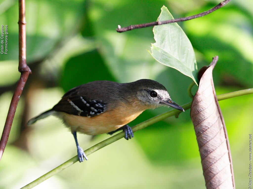 Southern White-fringed Antwren female adult