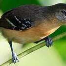 Grisin de Cayenne