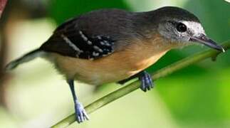 Southern White-fringed Antwren