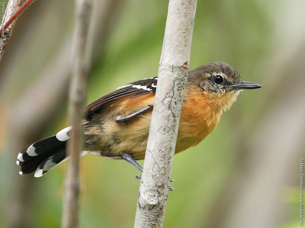 Southern White-fringed Antwren