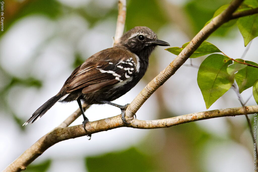 Southern White-fringed Antwren