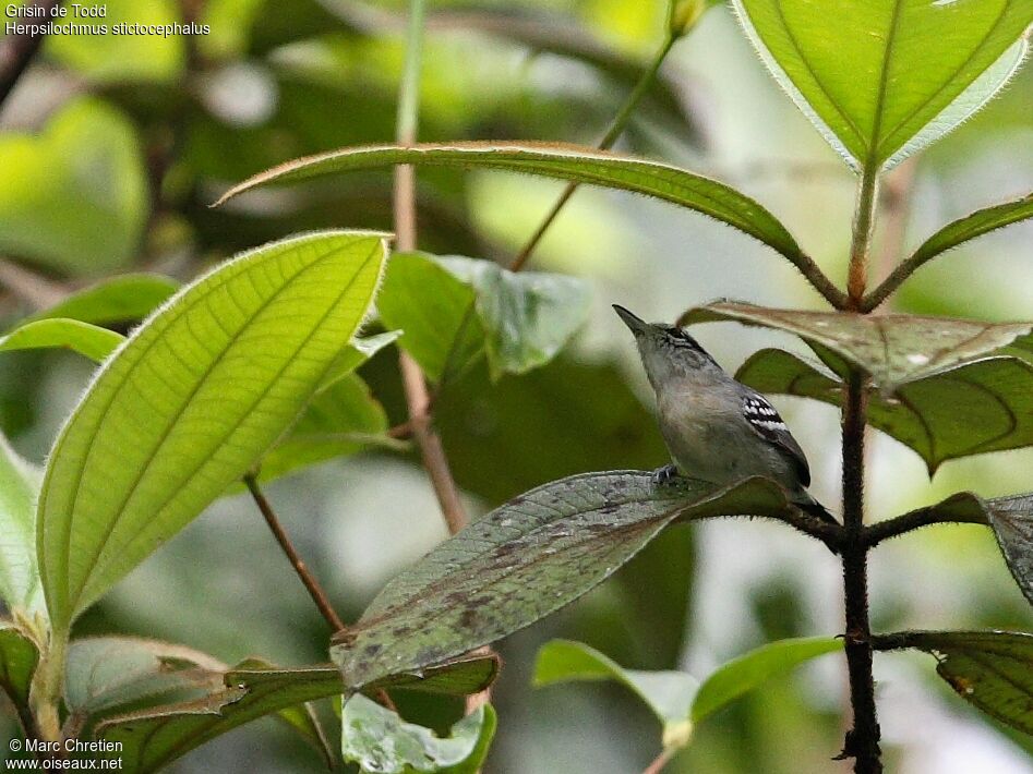 Todd's Antwren female adult