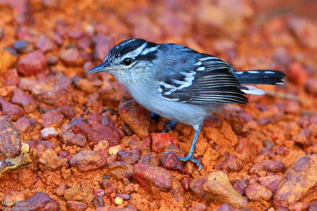 Grisin de Todd mâle adulte, identification