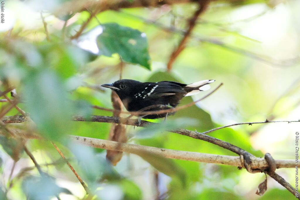 Dot-winged Antwren male adult