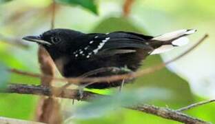 Dot-winged Antwren