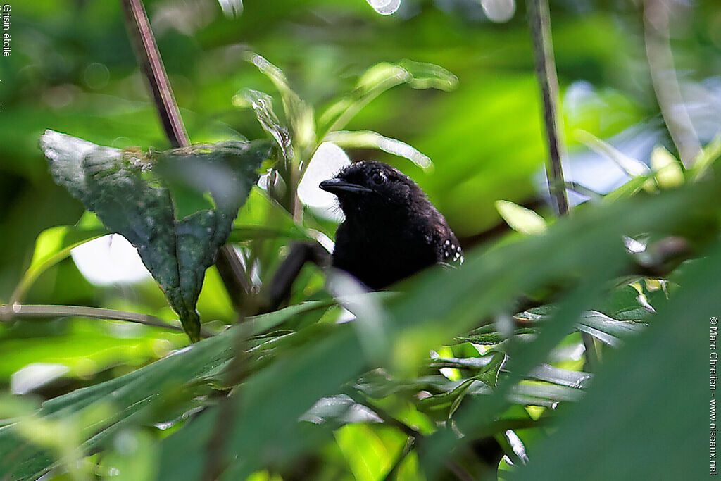 Dot-winged Antwren male adult