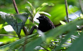 Dot-winged Antwren