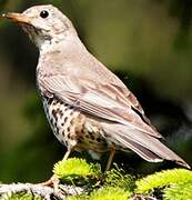 Mistle Thrush