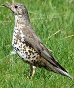 Mistle Thrush