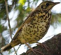 Mistle Thrush