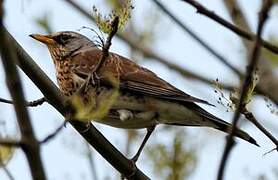 Fieldfare