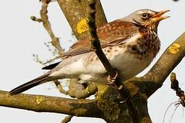 Fieldfare