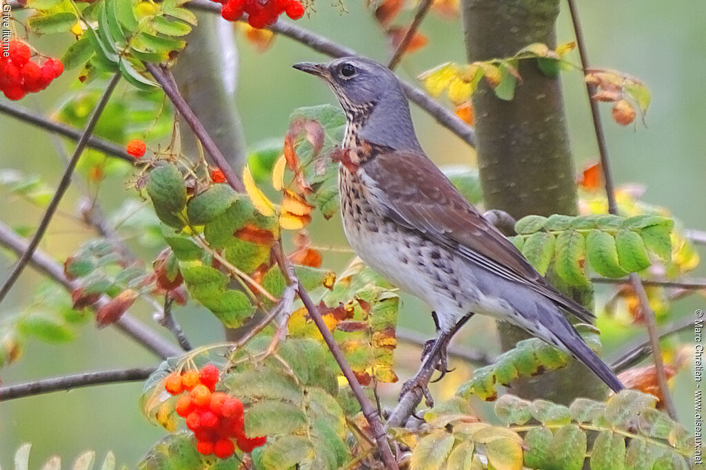 Fieldfare