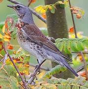 Fieldfare