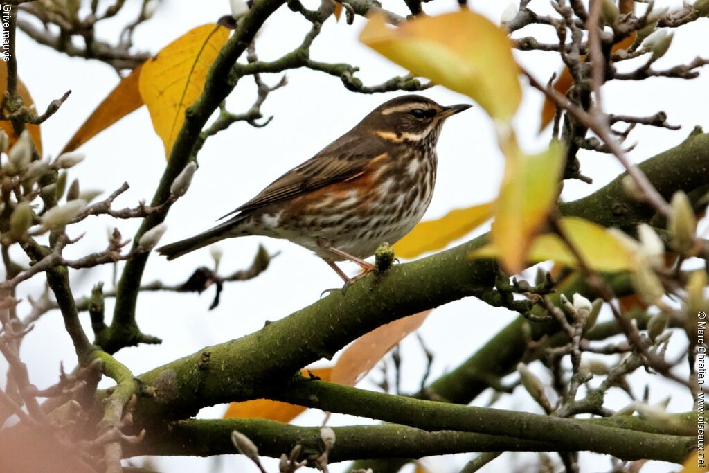 Redwingadult