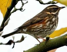 Redwing