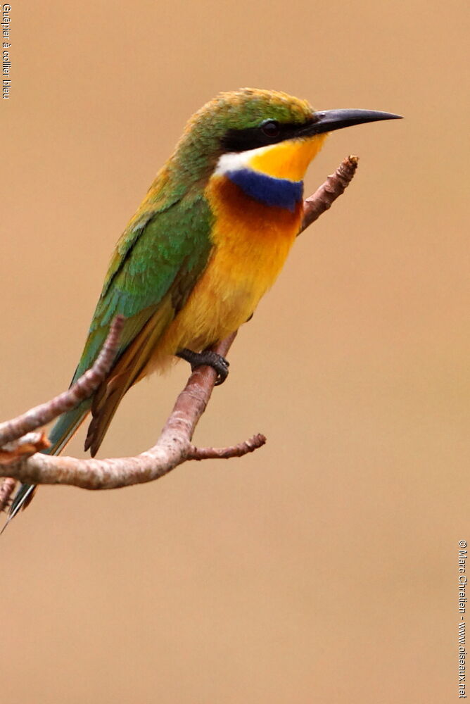 Guêpier à collier bleu, identification