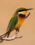 Blue-breasted Bee-eater