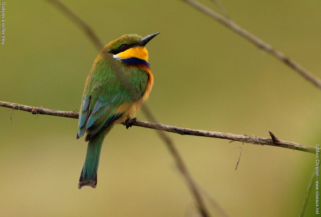 Blue-breasted Bee-eateradult