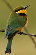 Blue-breasted Bee-eater