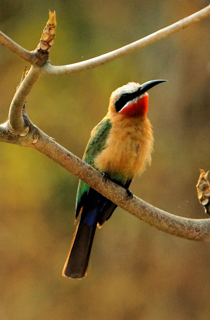 White-fronted Bee-eater, identification