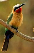 White-fronted Bee-eater