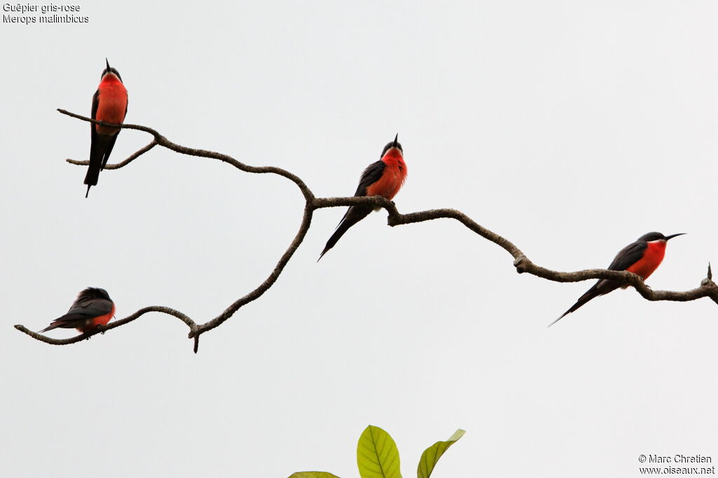 Rosy Bee-eater