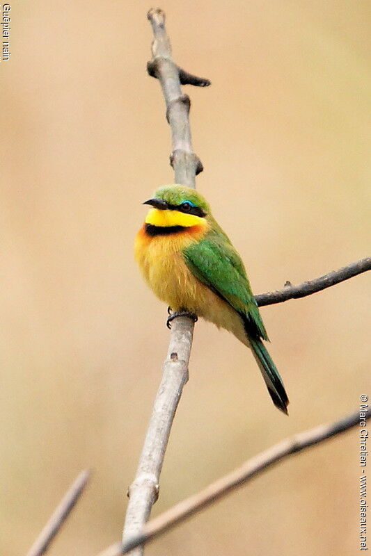 Guêpier nain, identification