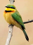 Little Bee-eater