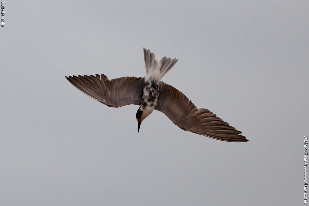 Black Tern