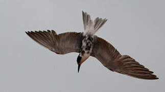 Black Tern