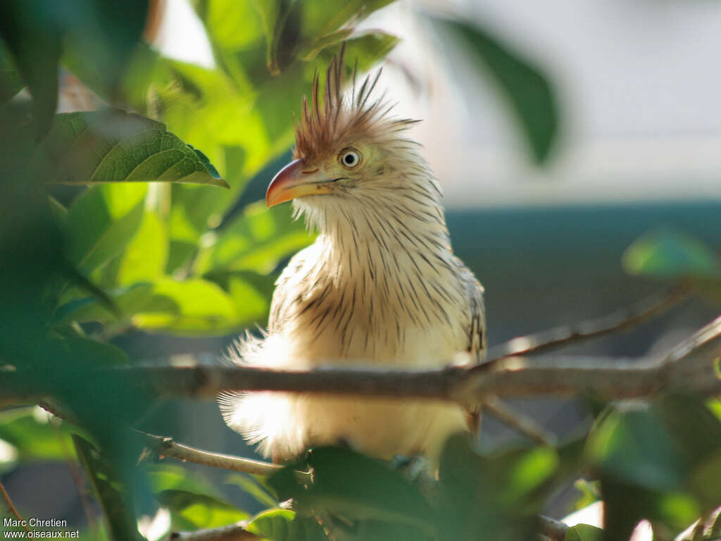 Guira cantaraadulte, portrait