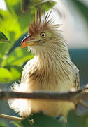 Guira Cuckoo