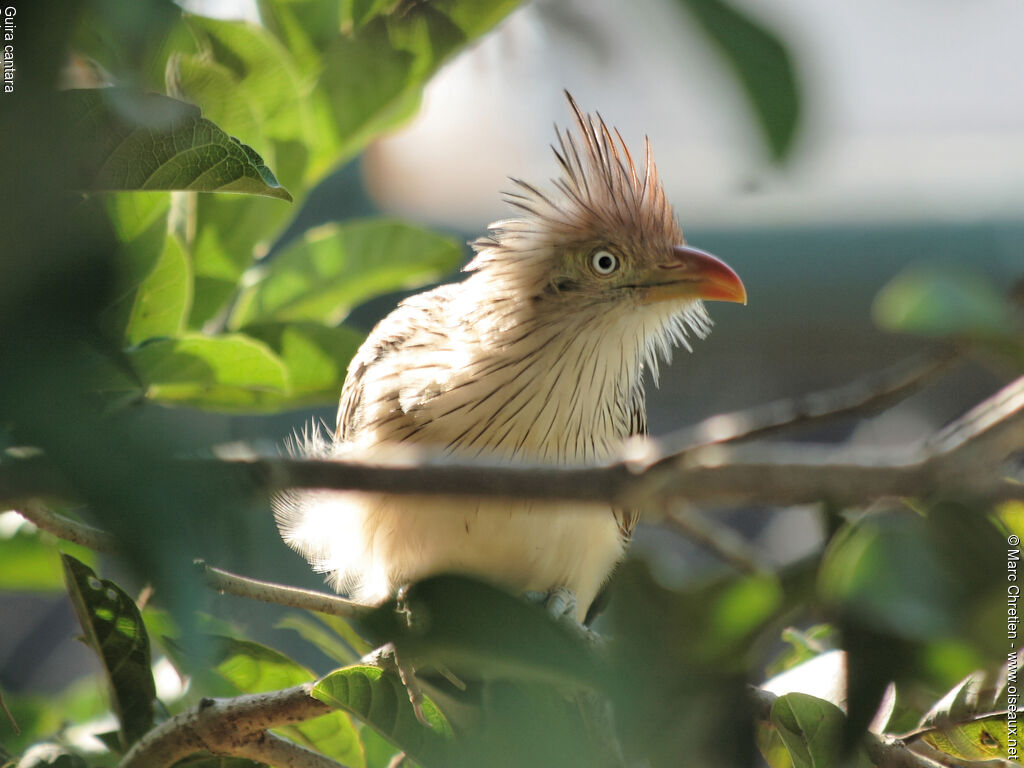 Guira cantara