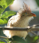 Guira Cuckoo