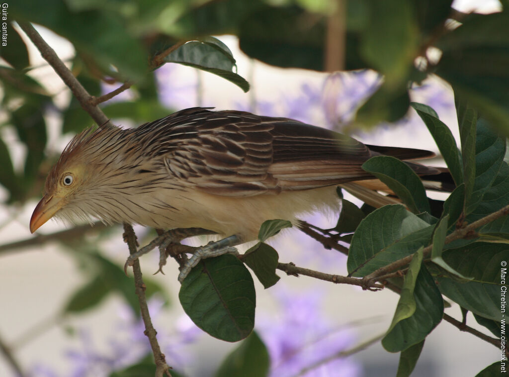 Guira cantaraadulte