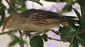 Guira Cuckoo