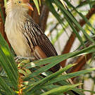 Guira cantara