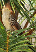 Guira Cuckoo