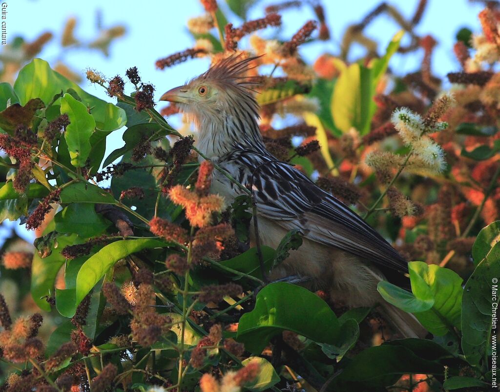 Guira cantaraadulte