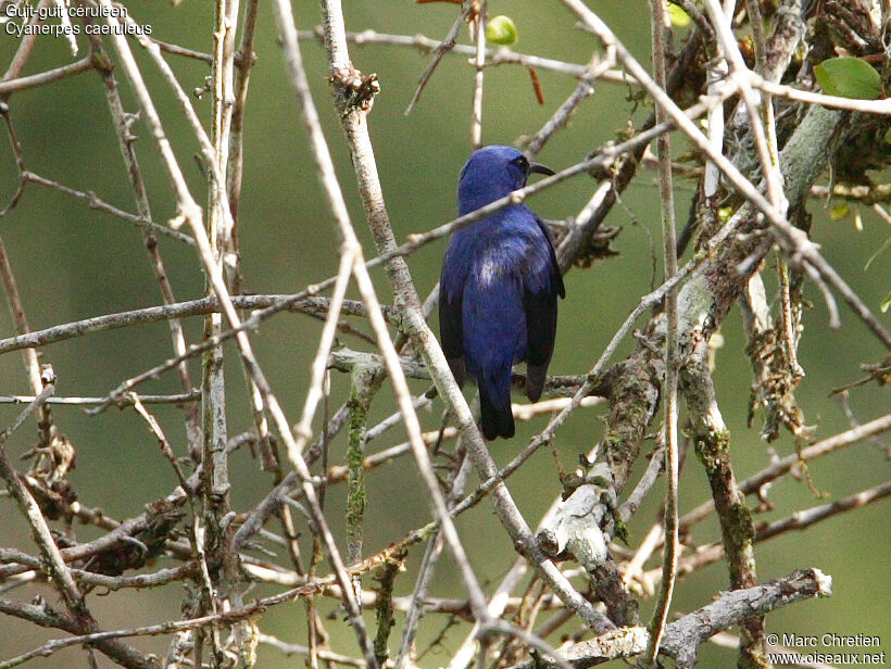 Purple Honeycreeper male