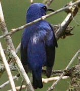 Purple Honeycreeper