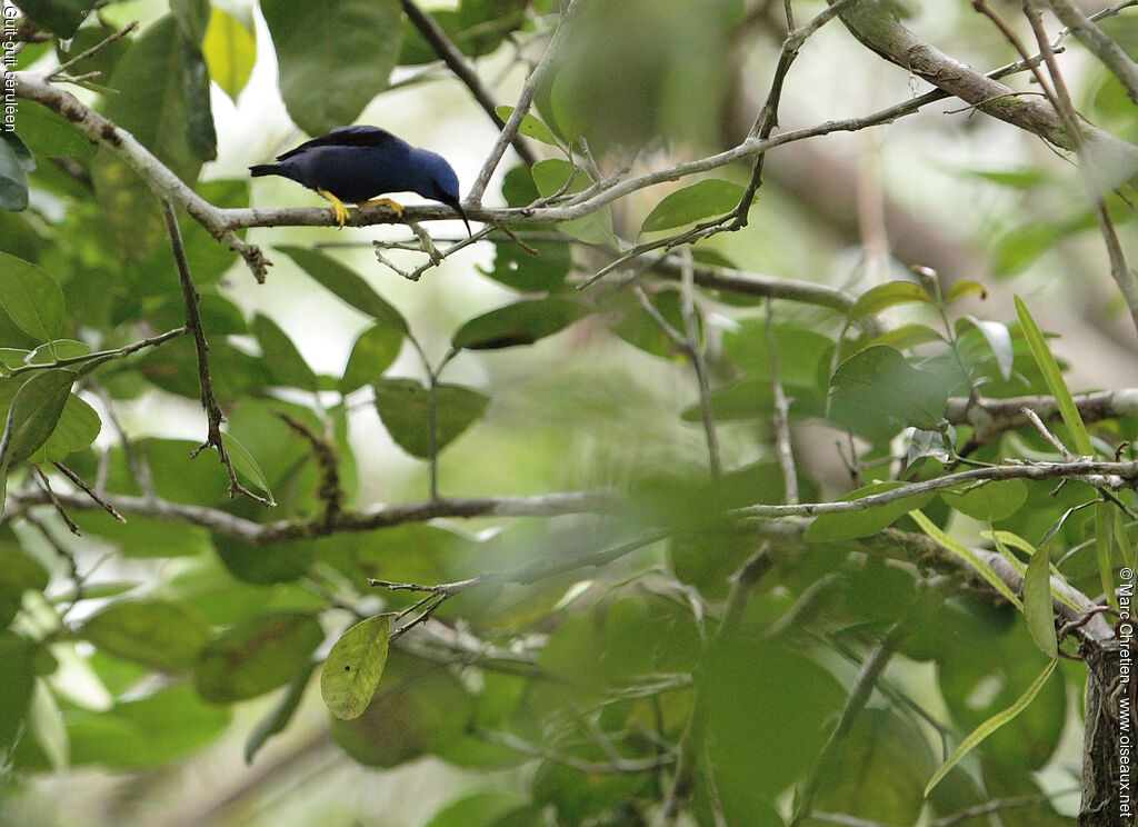 Purple Honeycreeper male